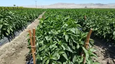 1 x 1 x 4 Pepper Stake